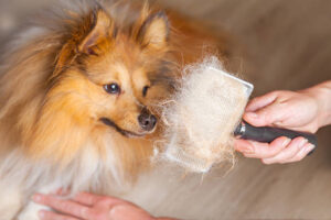 why my dog is shedding so much