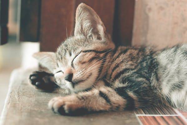 cat sleeping between legs