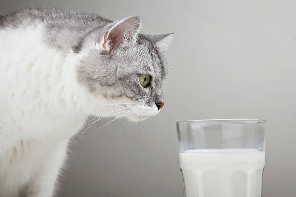 Are cats intolerant to milk