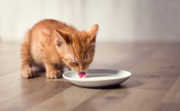 Are cats intolerant to milk?