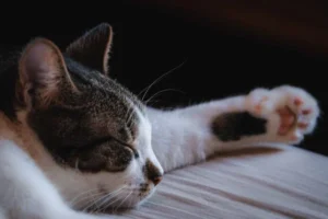 cats sleeping between legs