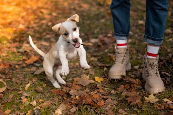 how to stop puppy jumping and biting