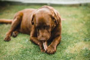 Dog Eats Chocolate