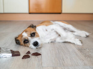 Dog Eats Chocolate