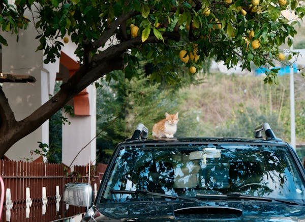 How to Keep Cats off Your Car