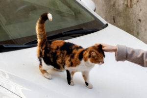 How to Keep Cats off Your Car