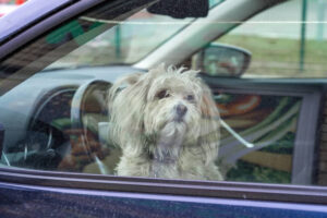 Is It Okay to Lock a Dog in a Car? 