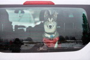 Is It Okay to Lock a Dog in a Car? 