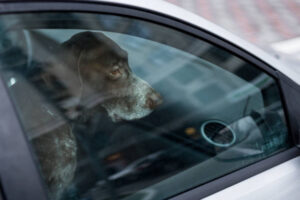 Is It Okay to Lock a Dog in a Car? 