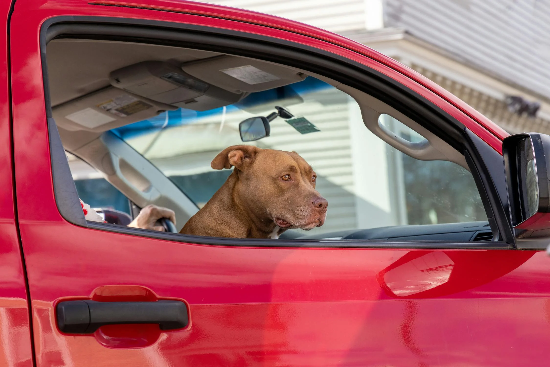 Is It Okay to Lock a Dog in a Car?