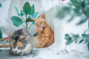 CAT FRIENDLY PLANTS