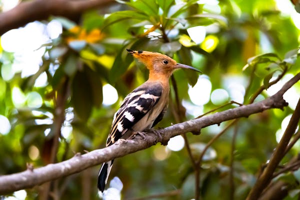 Egyptian hoopoe bird eye